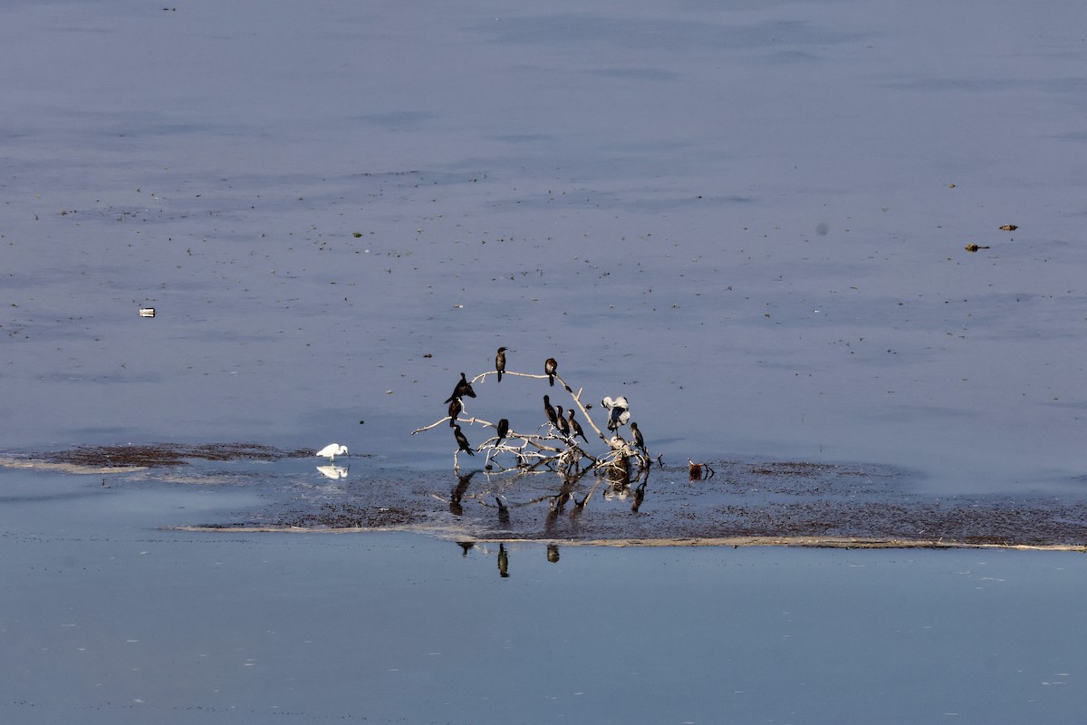 Pygmy Cormorant - ML642027071