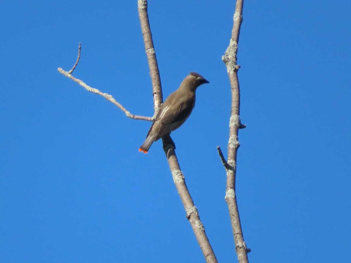 Cedar Waxwing - ML642027072