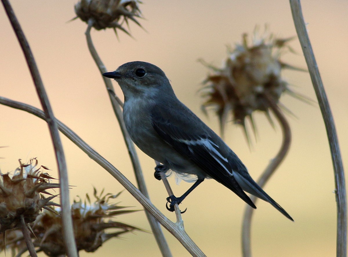 European Pied Flycatcher - ML642027073