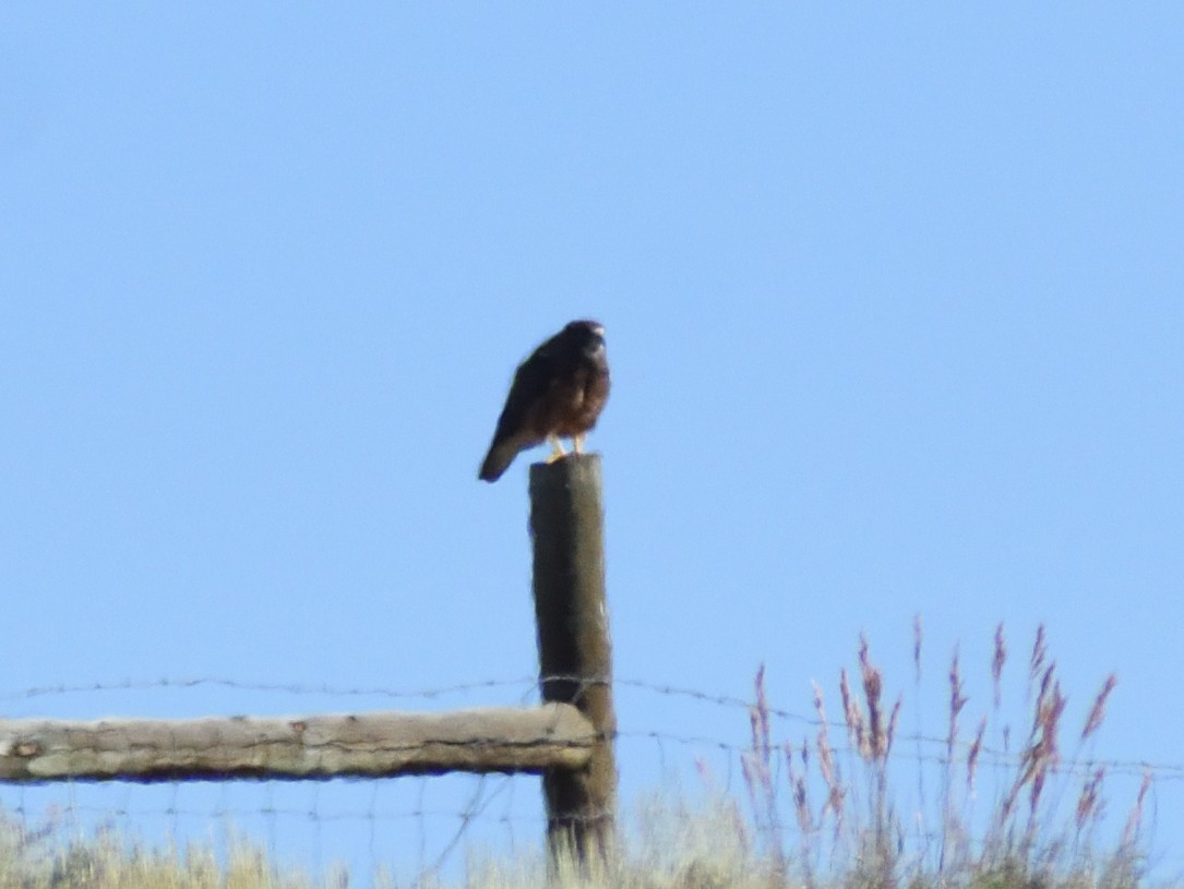 Swainson's Hawk - ML642027077