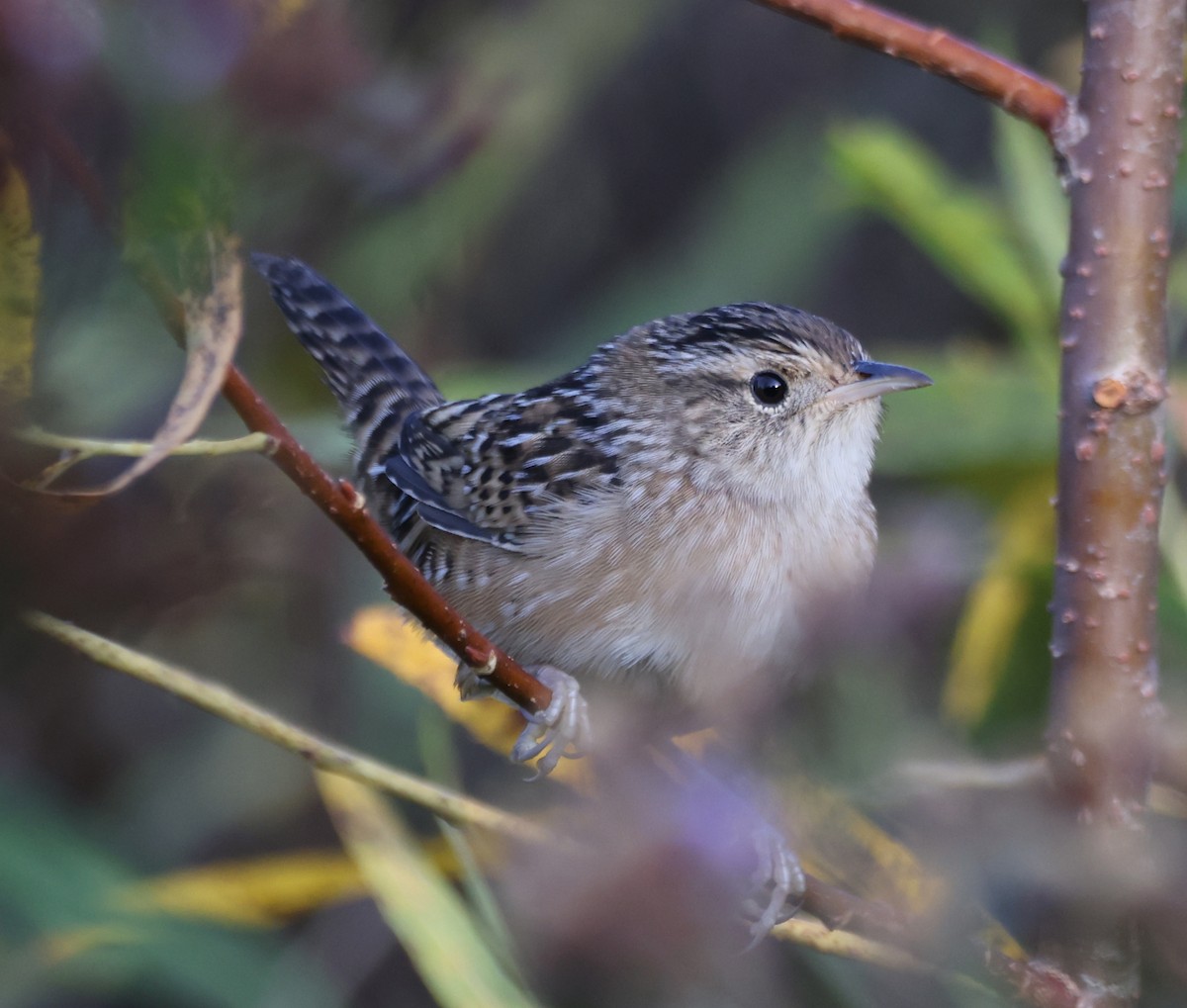 Sedge Wren - ML642027078