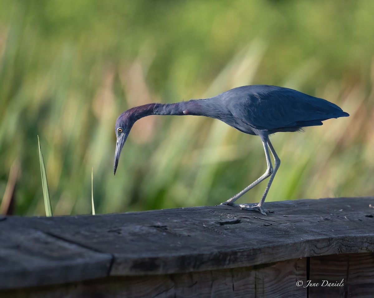Little Blue Heron - ML642027080