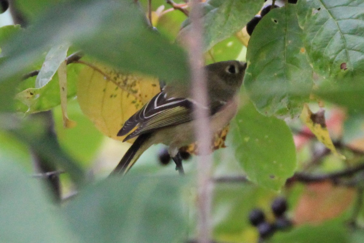 Ruby-crowned Kinglet - ML642027081