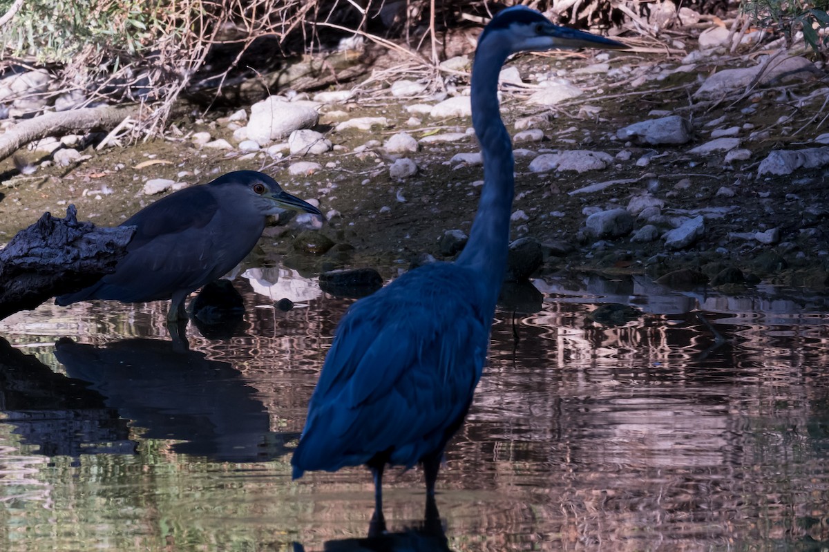 Green Heron - ML642027082
