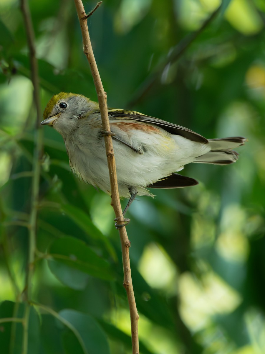 Chestnut-sided Warbler - ML642027083