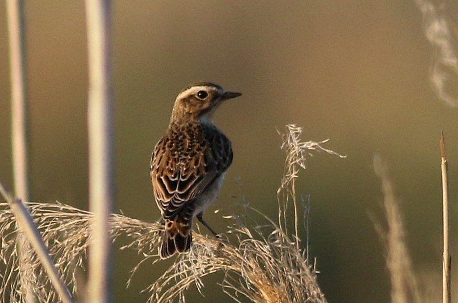 Whinchat - ML642027084