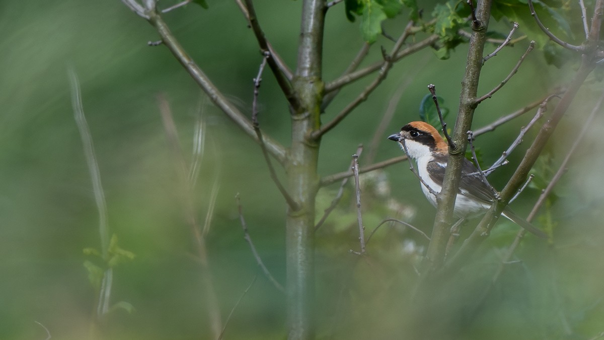 Woodchat Shrike - ML642027085
