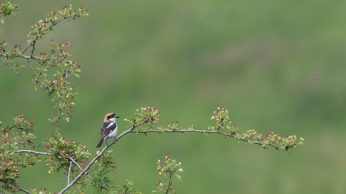 Woodchat Shrike - ML642027086
