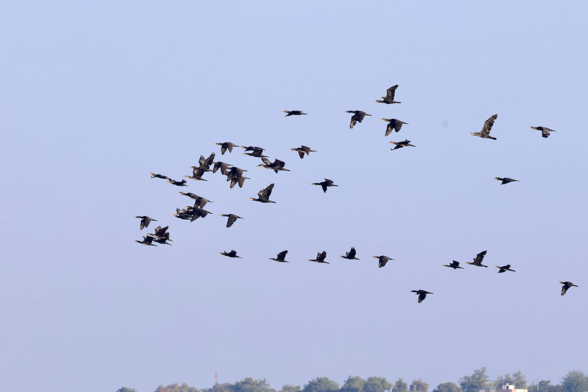 Great Cormorant - ML642027087