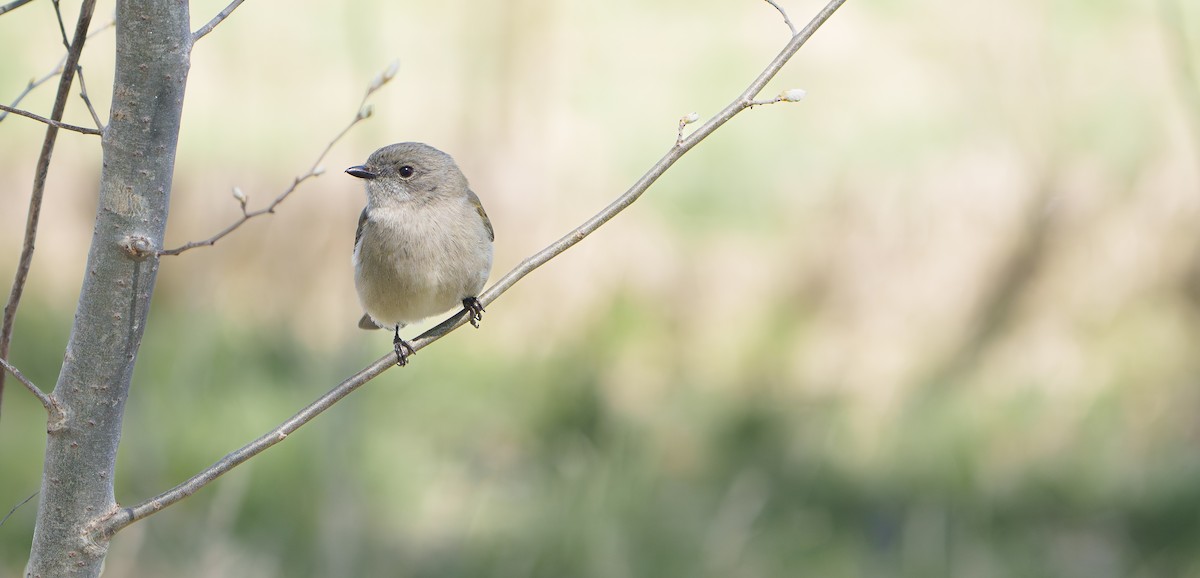 Golden Whistler - ML642027089