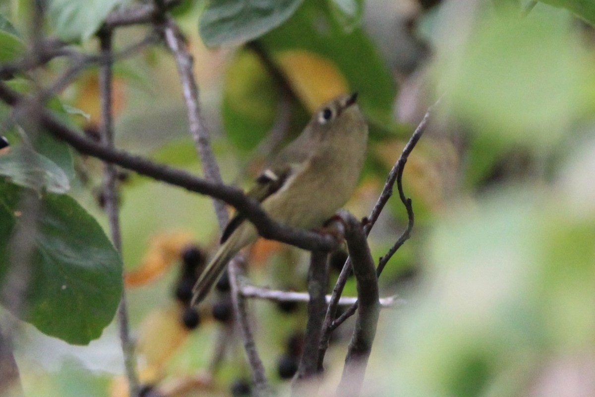 Ruby-crowned Kinglet - ML642027090