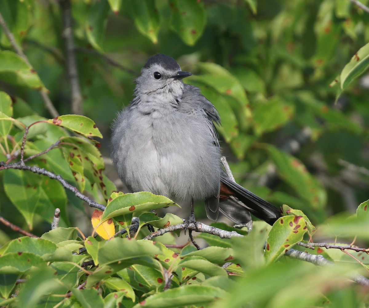 Gray Catbird - ML642027092