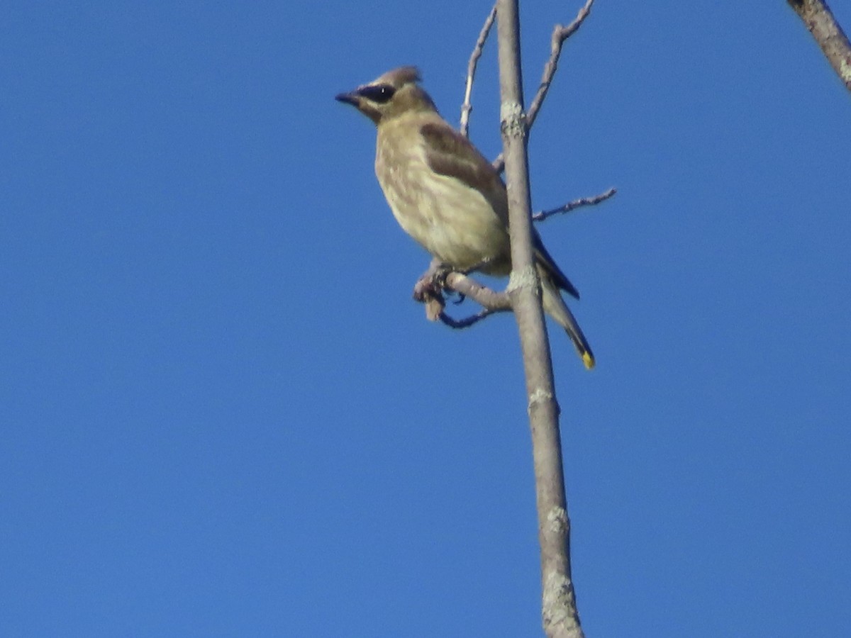 Cedar Waxwing - ML642027093