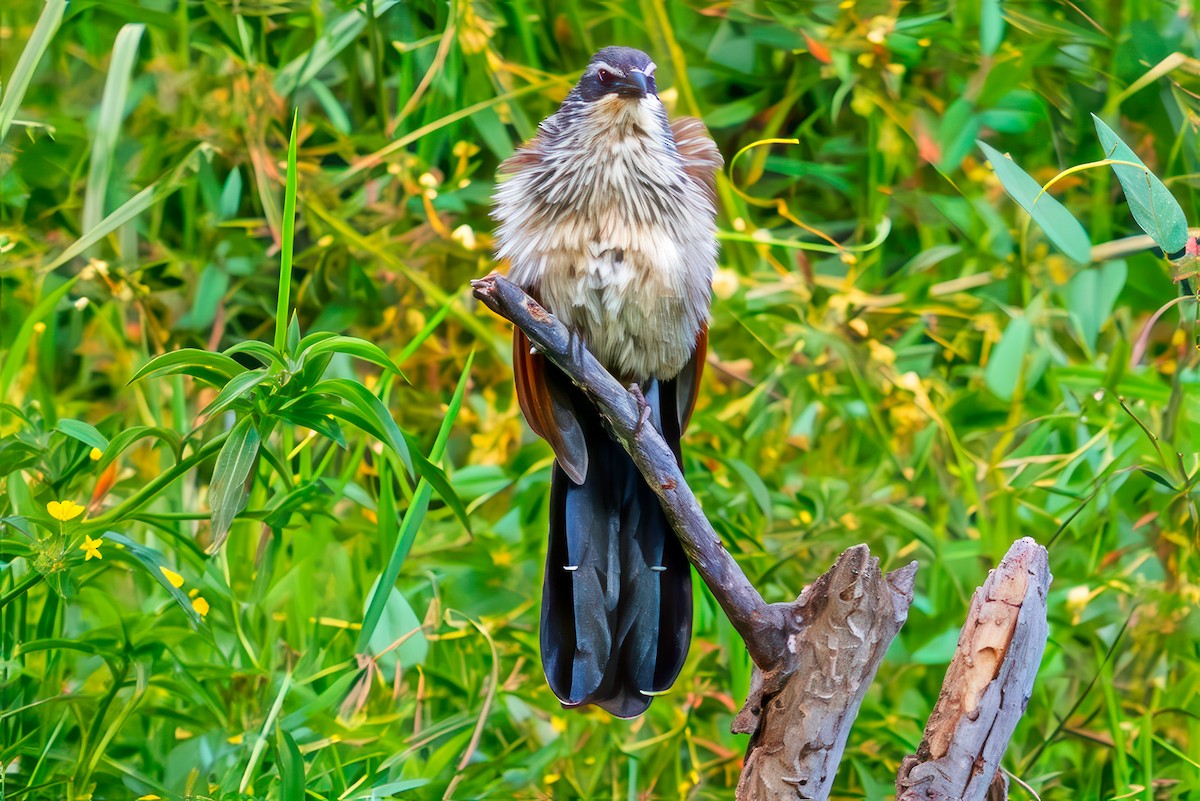 White-browed Coucal - ML642027095