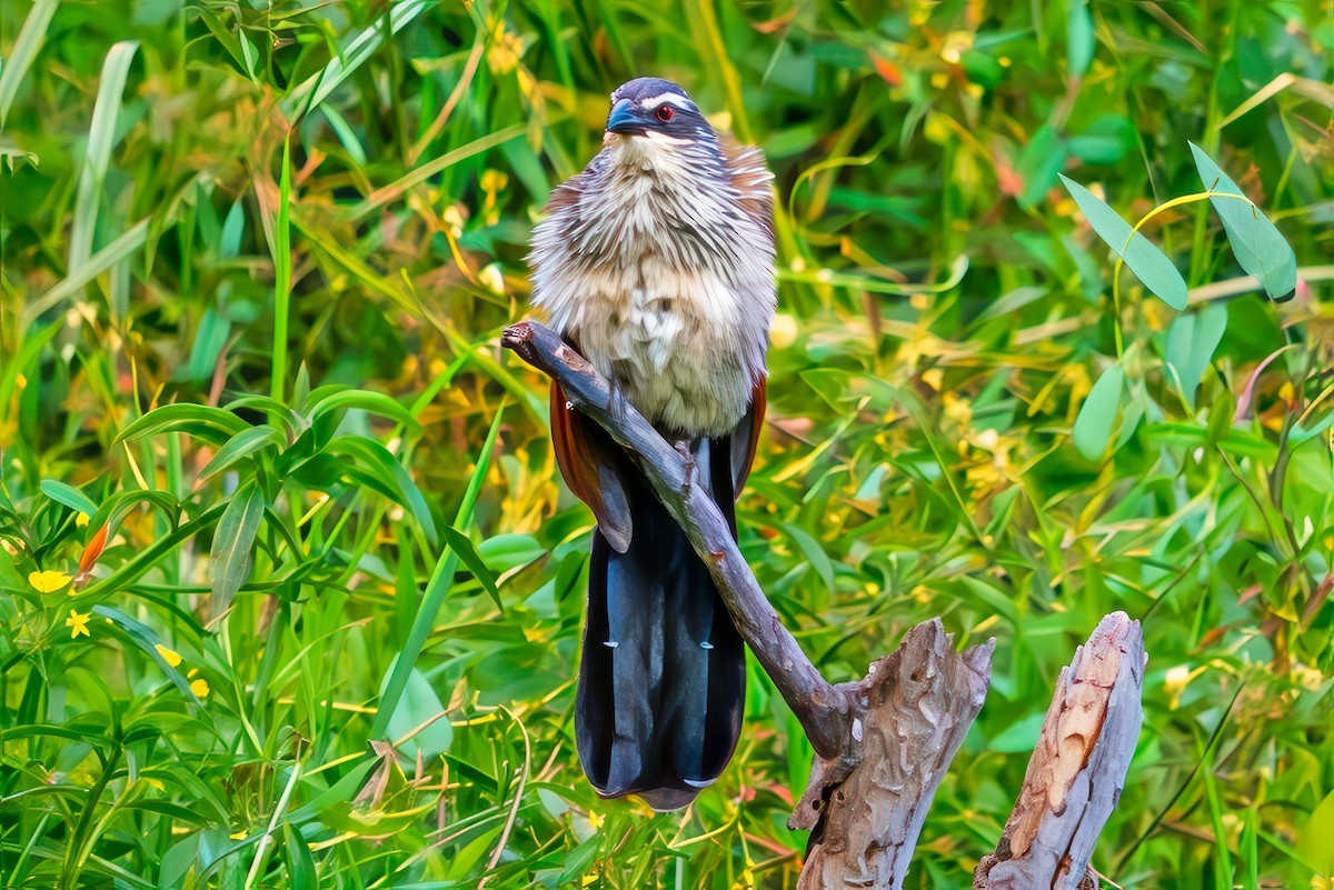 White-browed Coucal - ML642027096