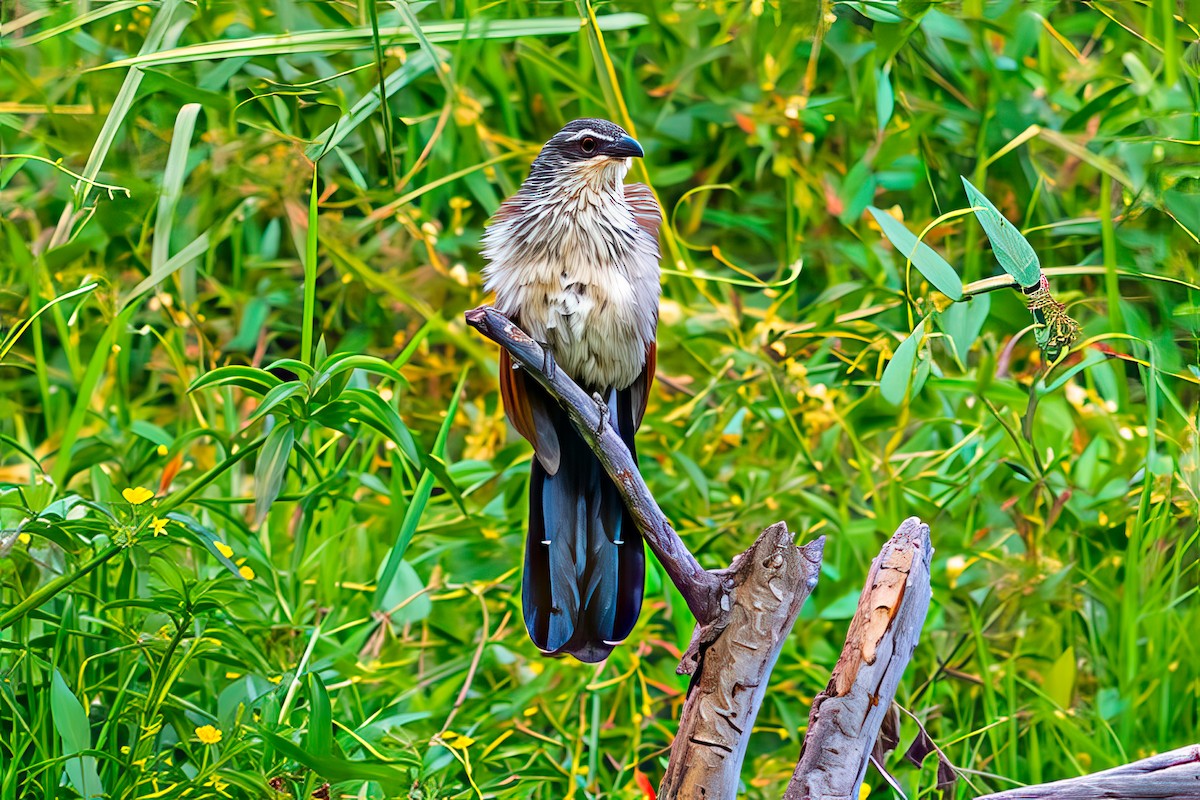 White-browed Coucal - ML642027097