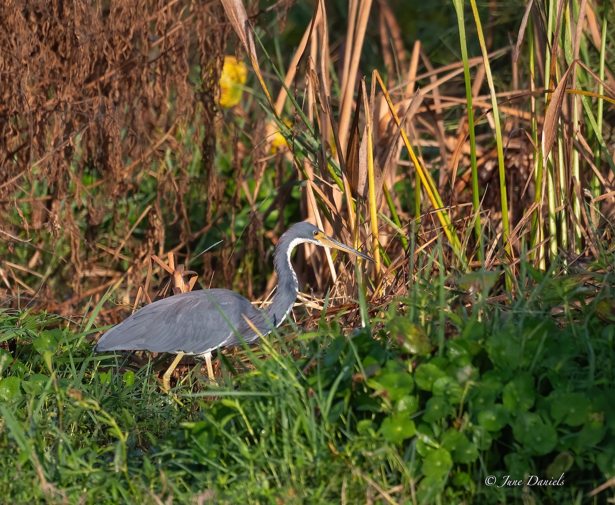 Tricolored Heron - ML642027099