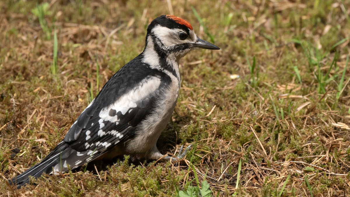 Great Spotted Woodpecker - ML642027101