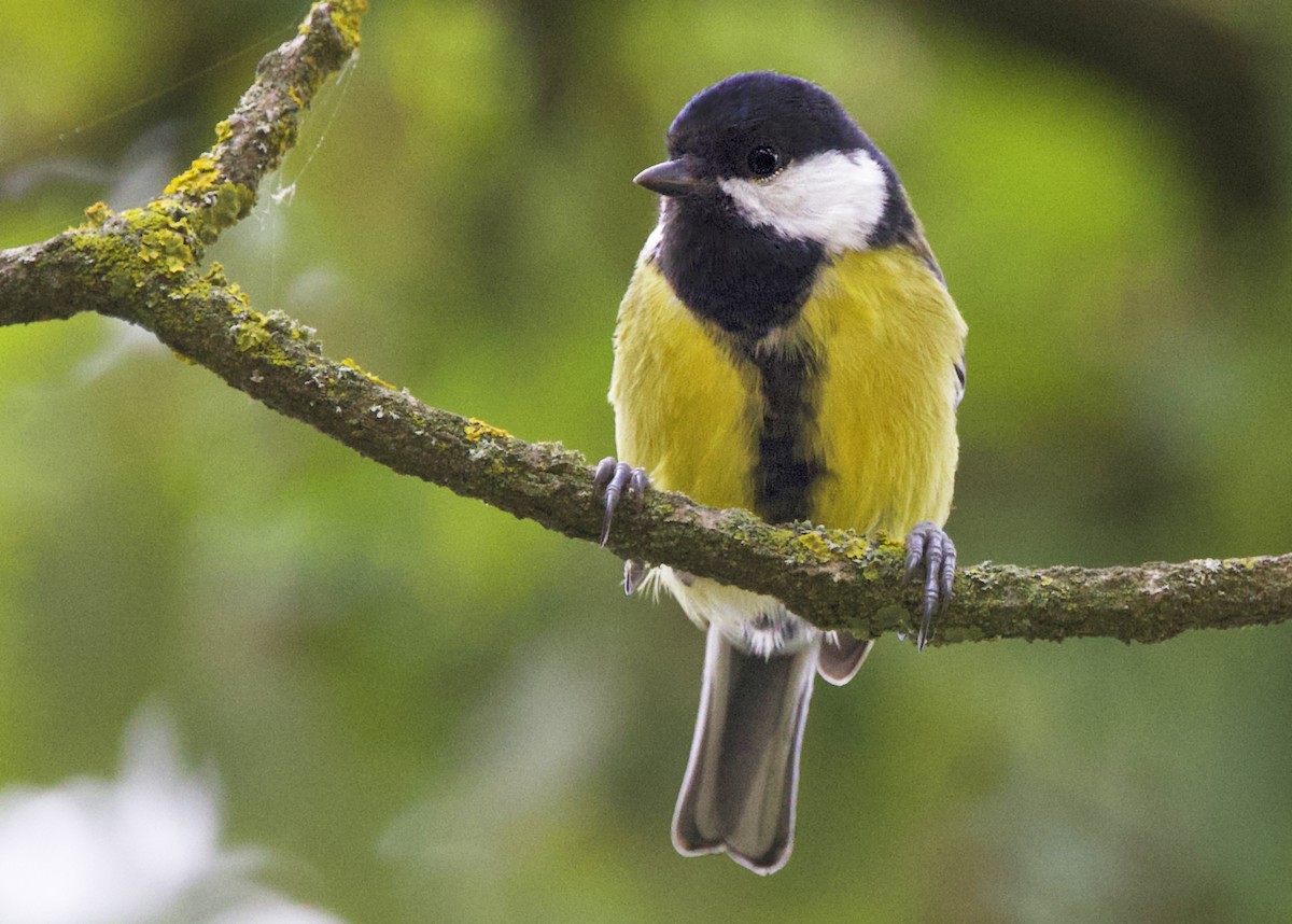Great Tit - ML642027102