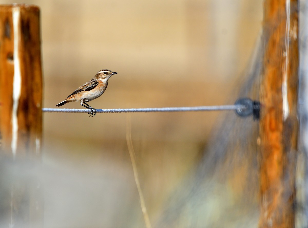 Whinchat - ML642027103