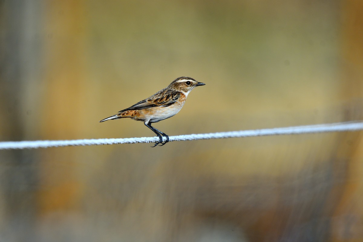 Whinchat - ML642027104