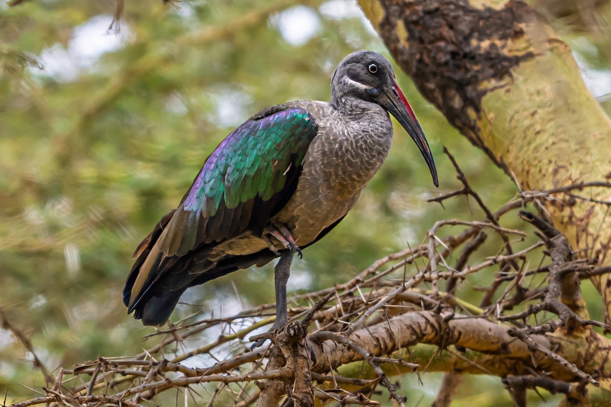 Hadada Ibis - ML642027105
