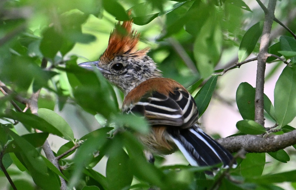 Black-crested Antshrike - ML642027111