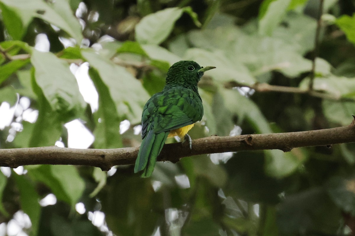 African Emerald Cuckoo - ML642027117