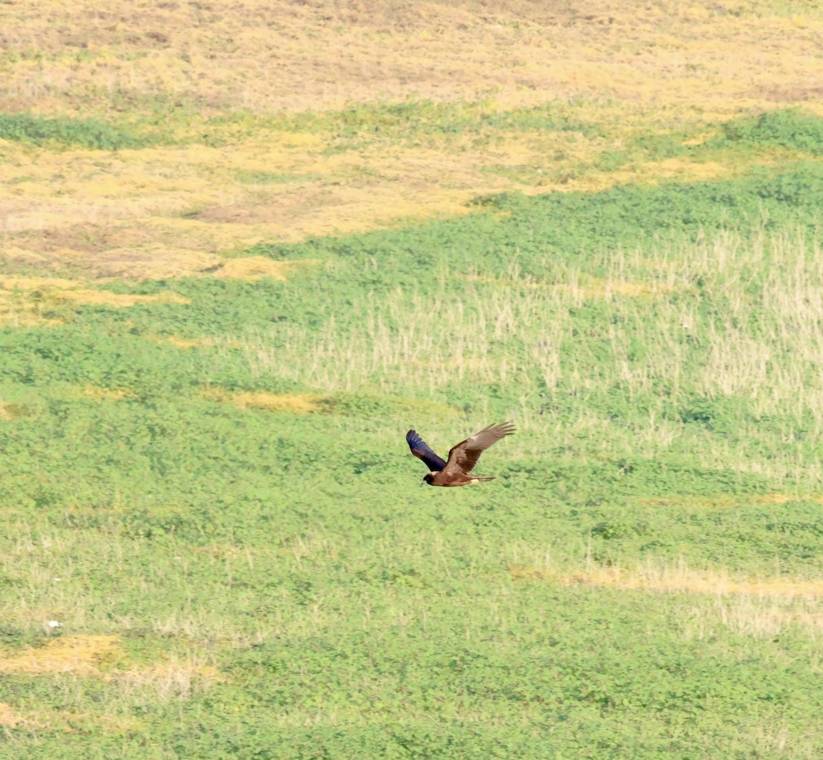 Falco di palude - ML642027124