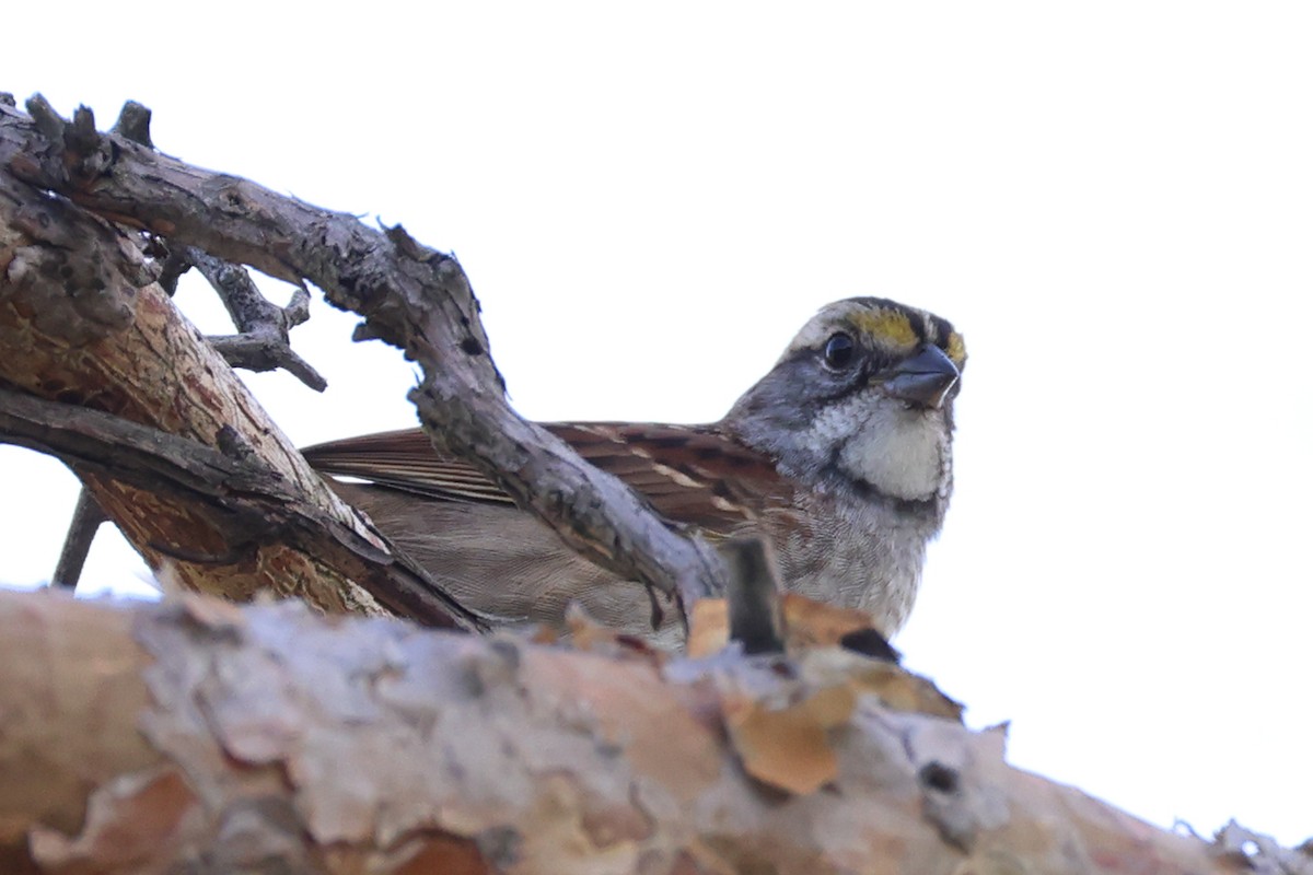 White-throated Sparrow - ML642027151