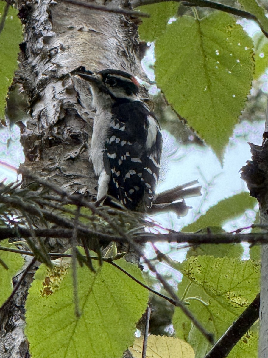 Downy Woodpecker - ML642027153