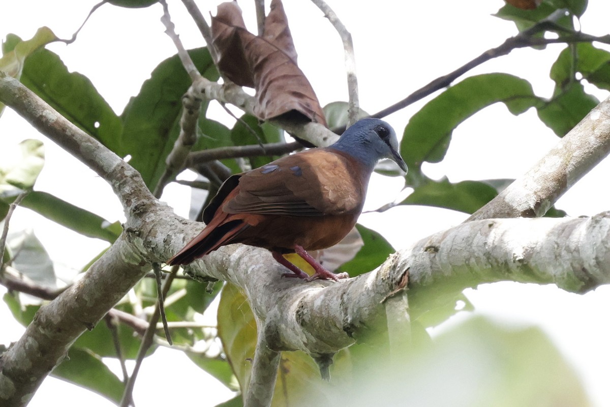 Blue-headed Wood-Dove - ML642027159