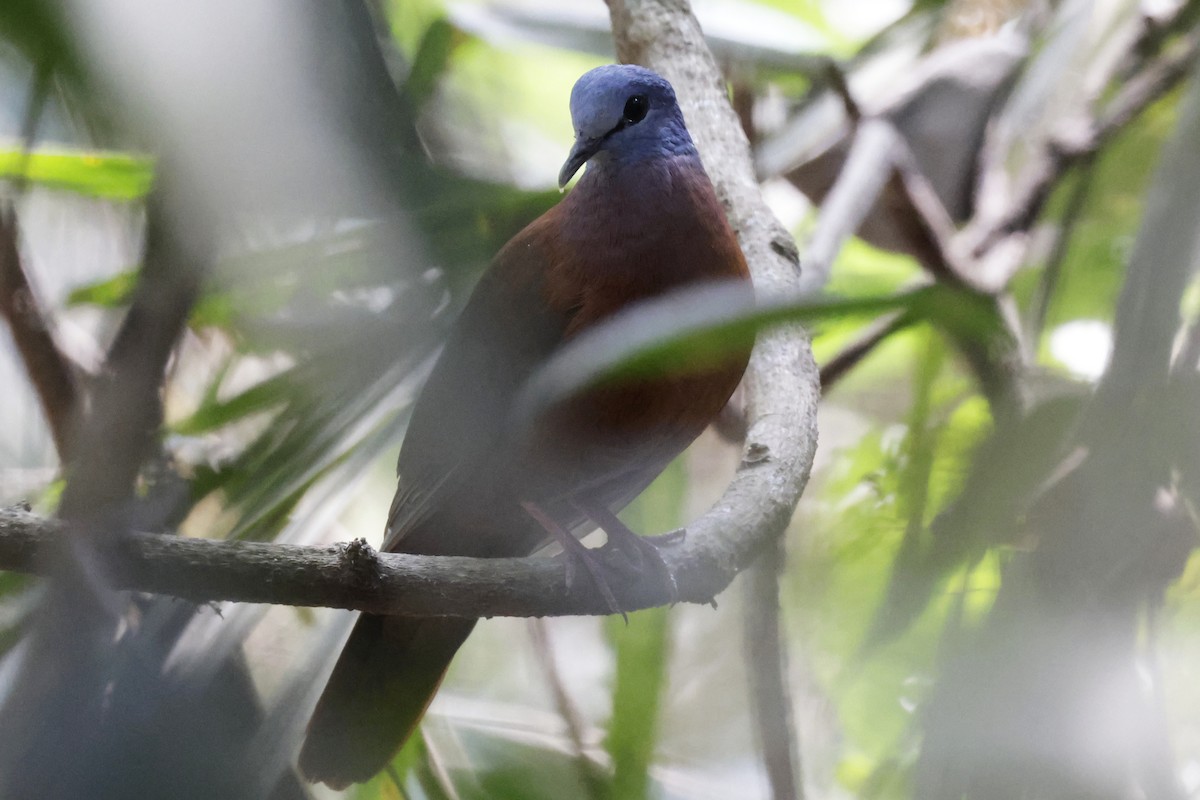 Blue-headed Wood-Dove - ML642027160
