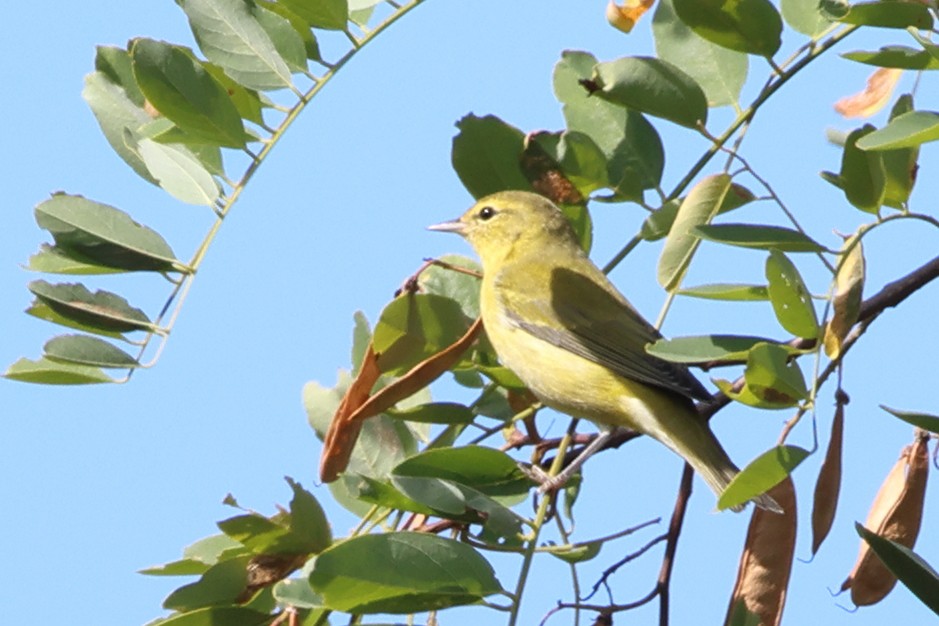 Tennessee Warbler - ML642027163