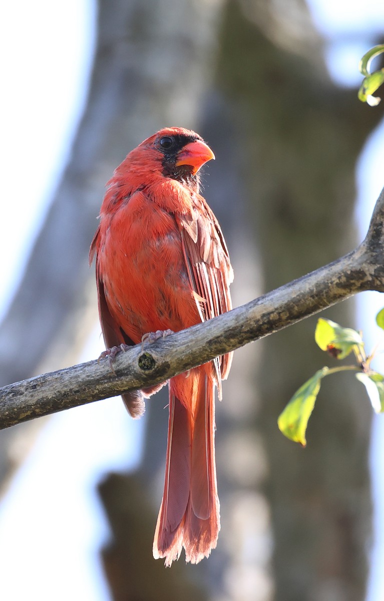 Northern Cardinal - ML642027168