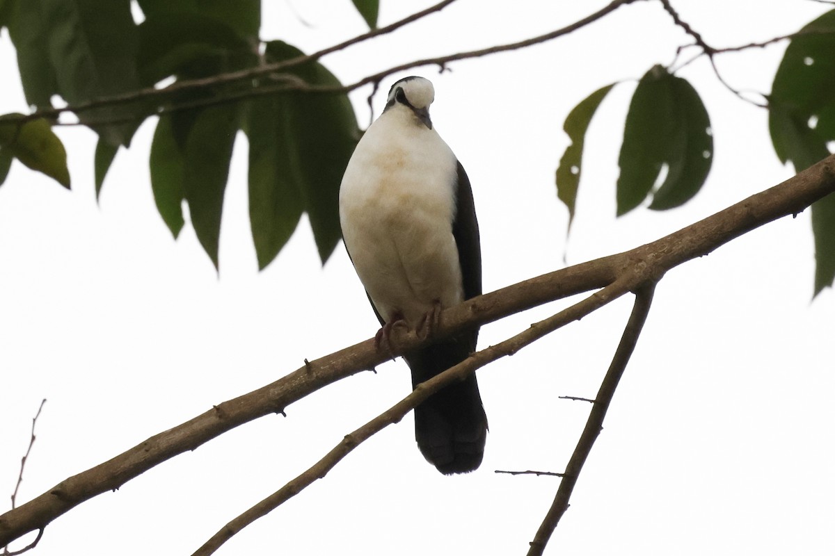 Tambourine Dove - ML642027170