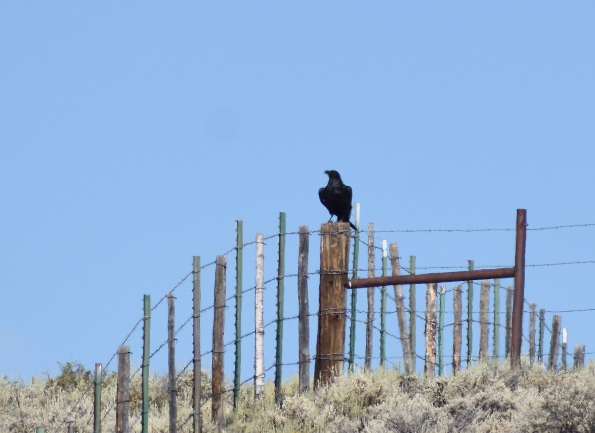 Grand Corbeau - ML642027172