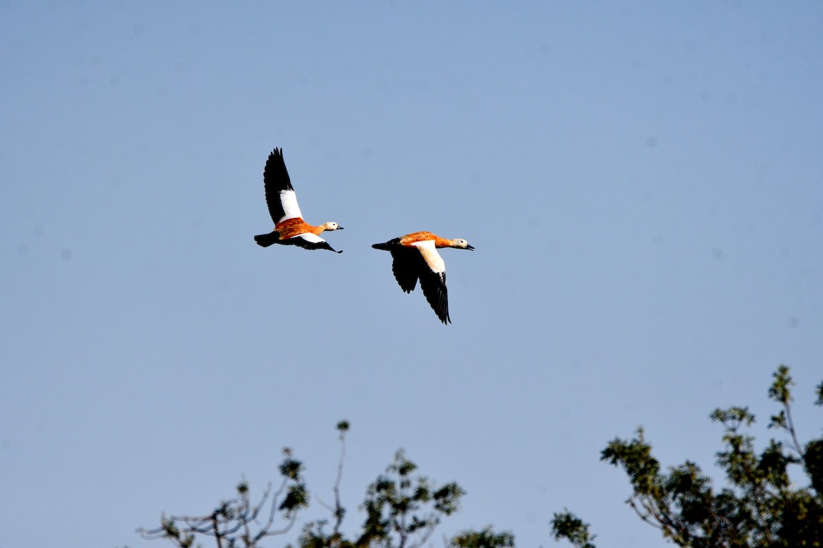 Ruddy Shelduck - ML642027174