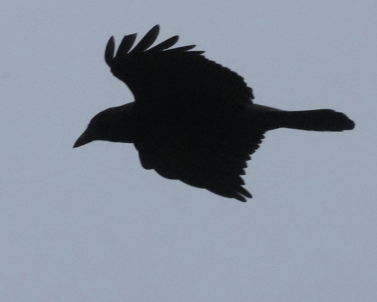 American Crow - ML642027182