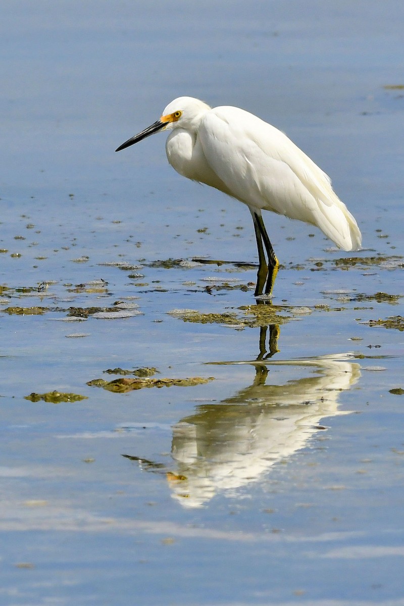 ユキコサギ - ML642027190