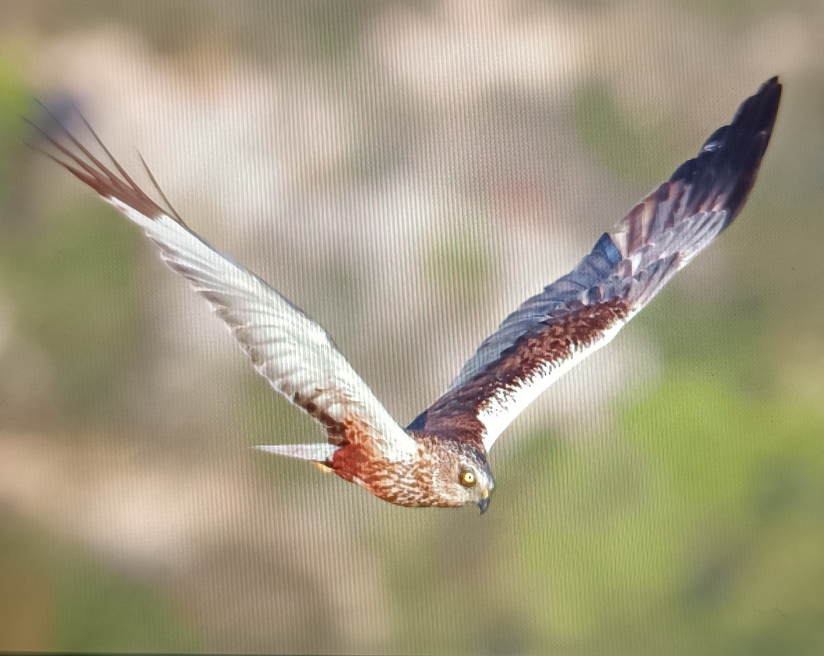 Falco di palude - ML642027208