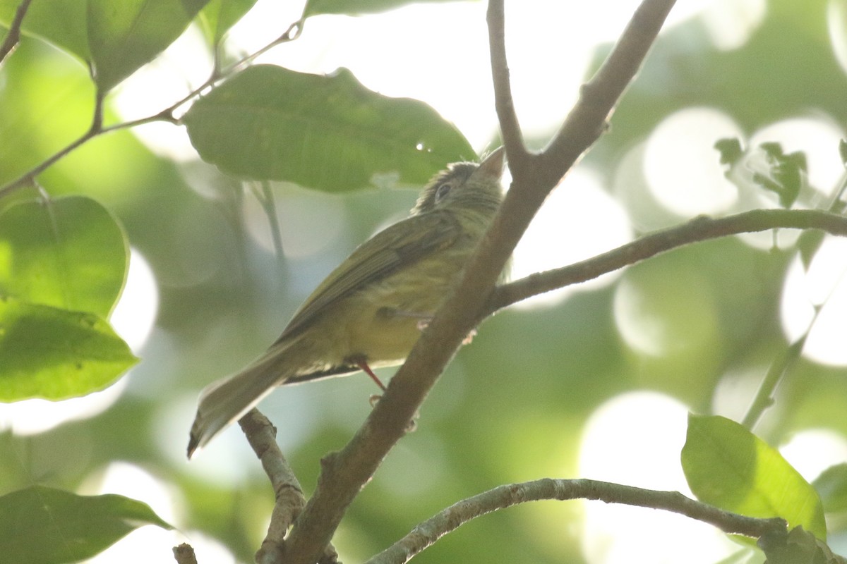 Tyranneau à bec court - ML642027209