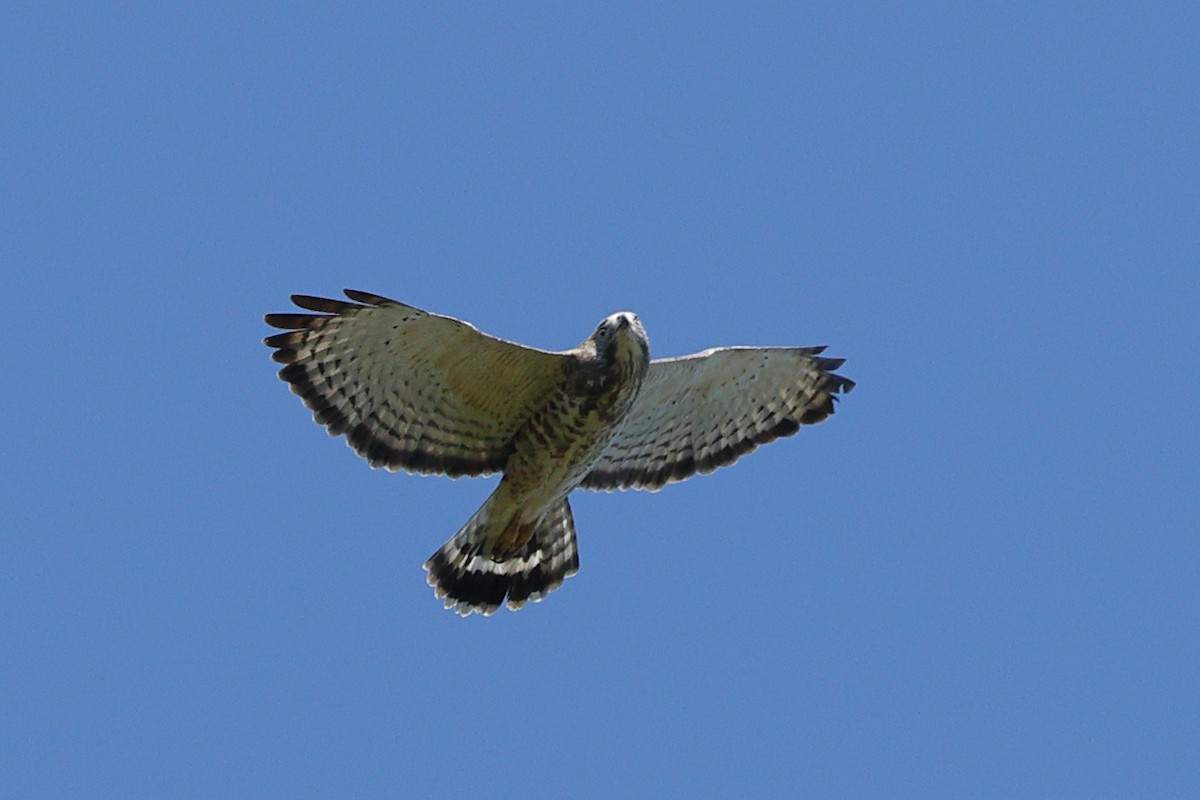 Buteo sp. - ML642027210