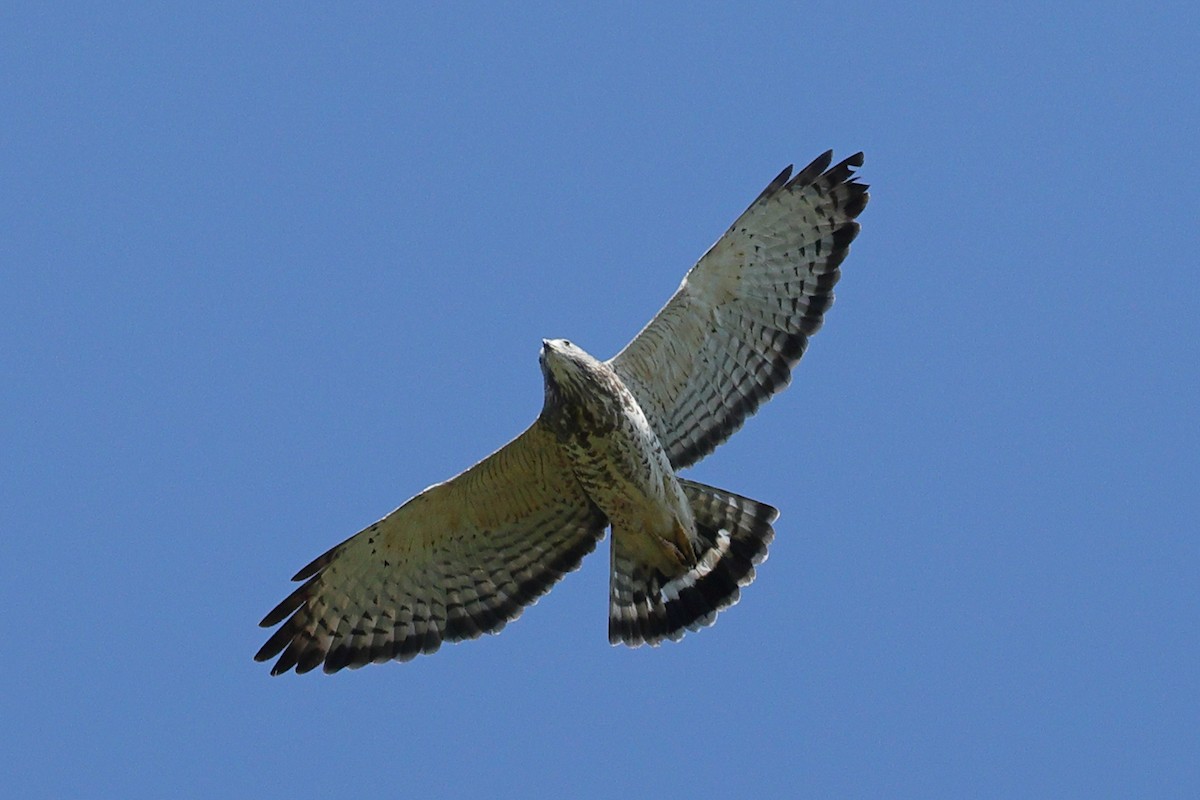 Buteo sp. - ML642027212