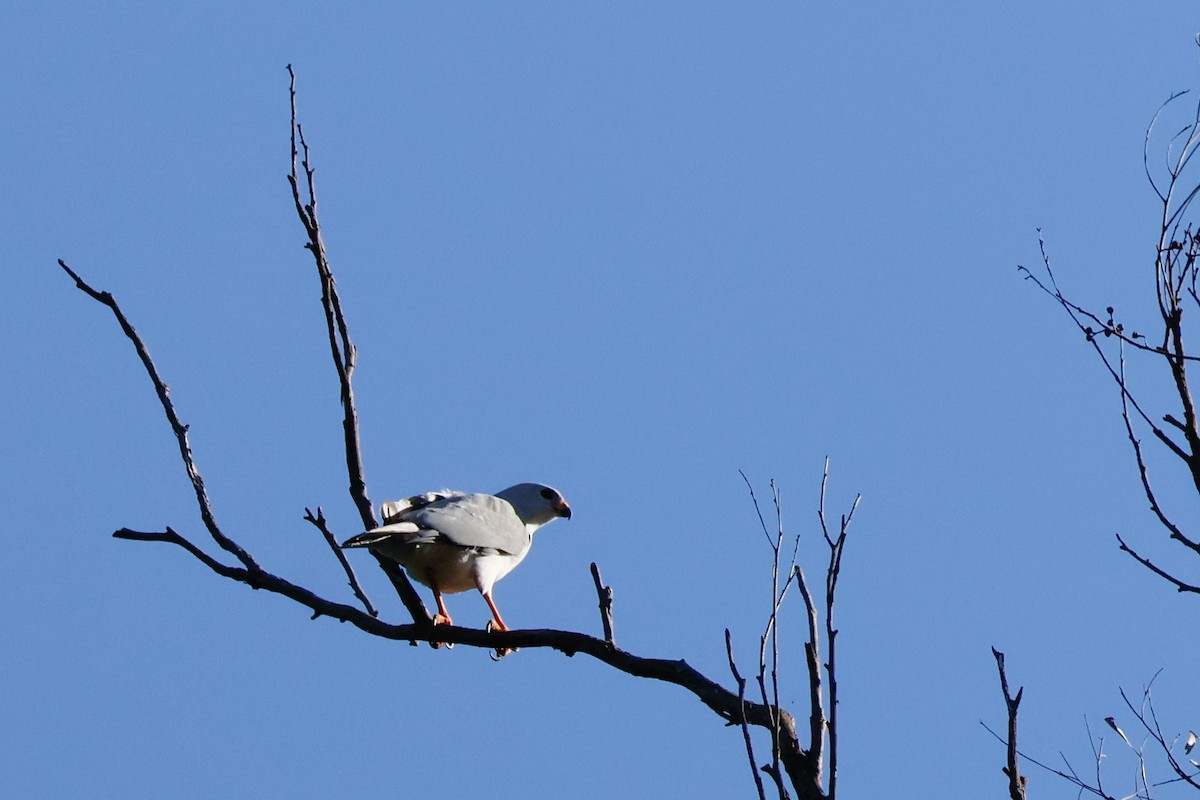Gray Goshawk - ML642027233