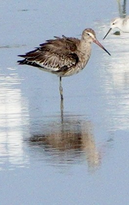 Black-tailed Godwit (melanuroides) - ML642027236