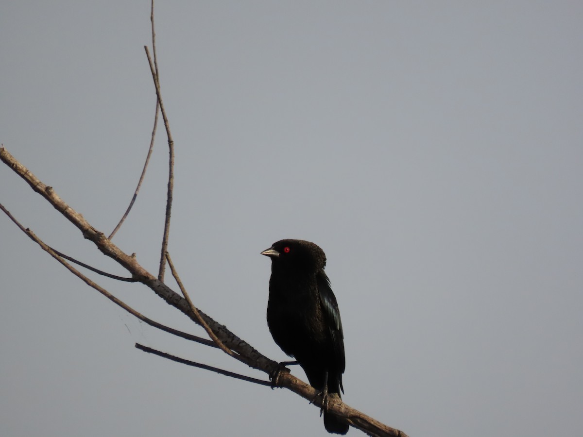 Bronzed Cowbird - ML642027262