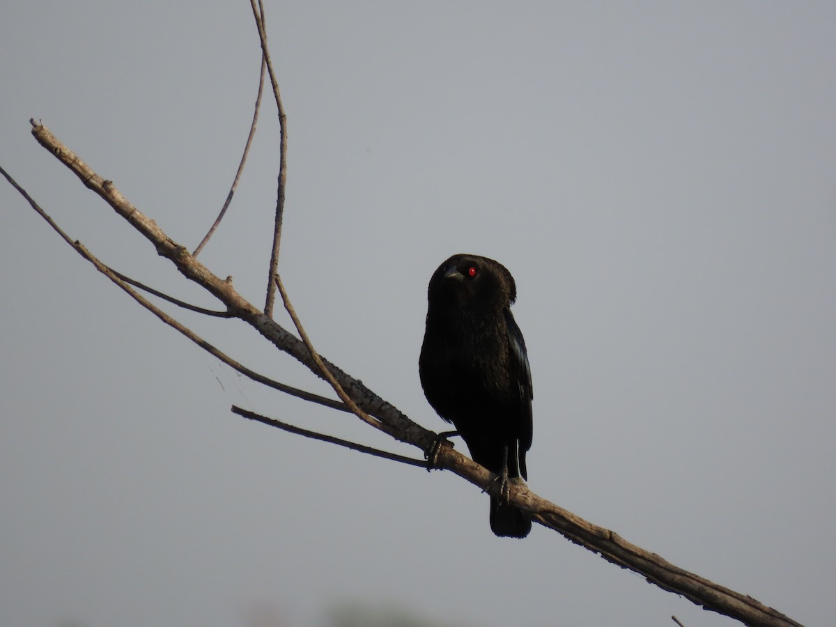 Bronzed Cowbird - ML642027263