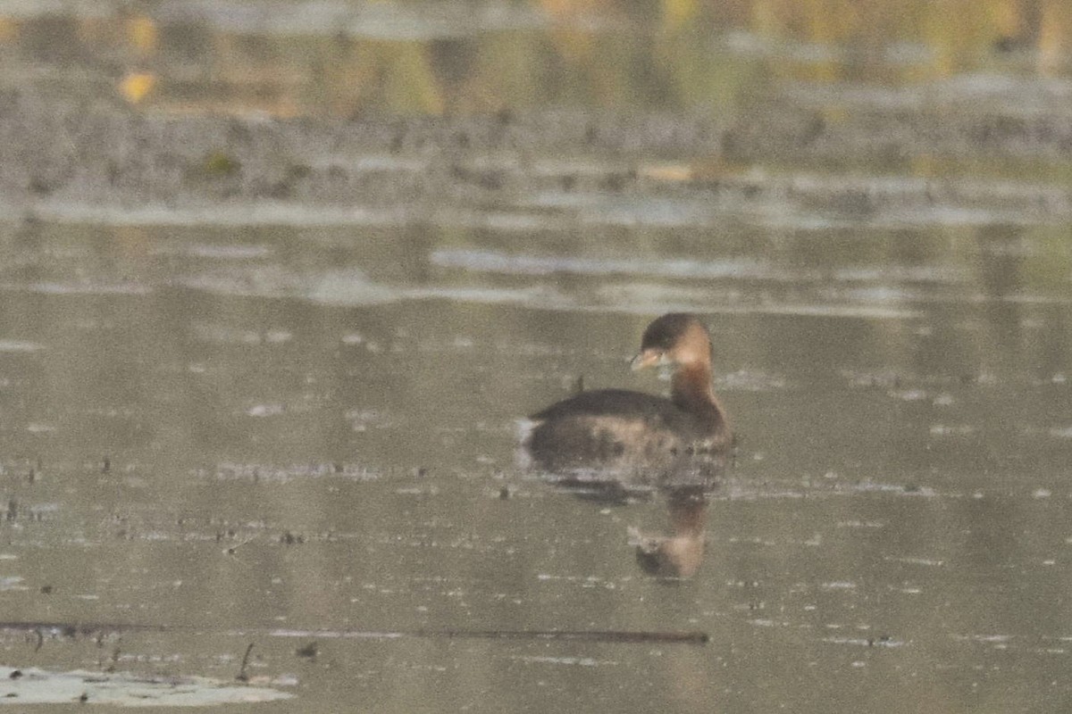 Pied-billed Grebe - ML642027264