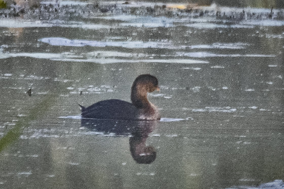 Pied-billed Grebe - ML642027265